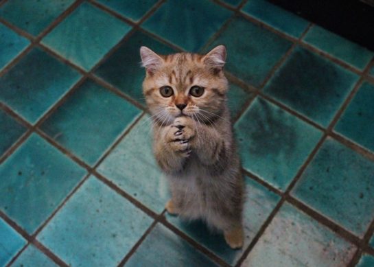Les animaux de compagnie
