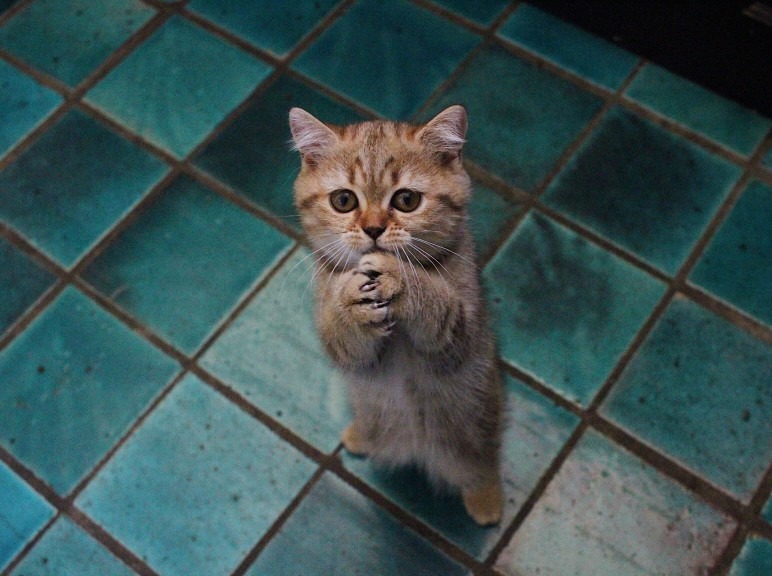 Les animaux de compagnie