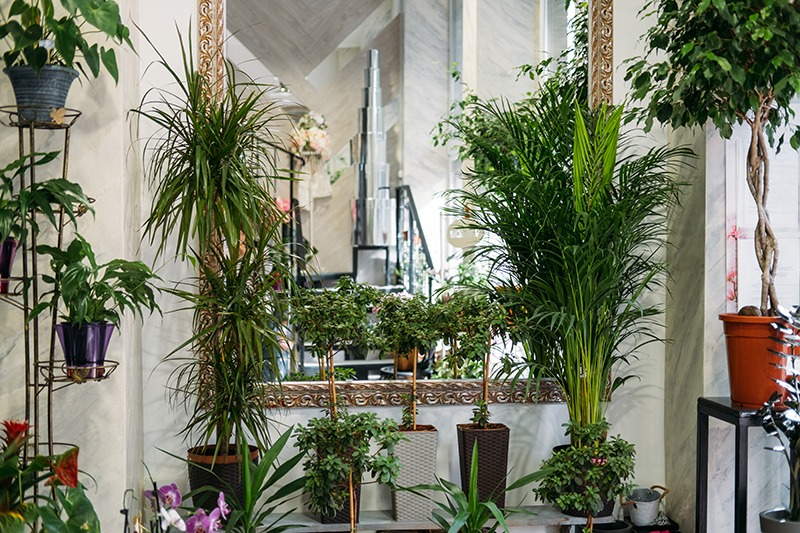 Les plantes d’intérieur